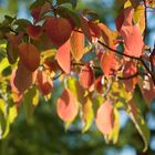 goldener Herbst