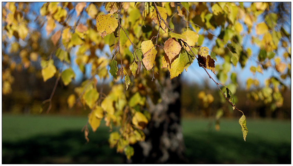 goldener herbst