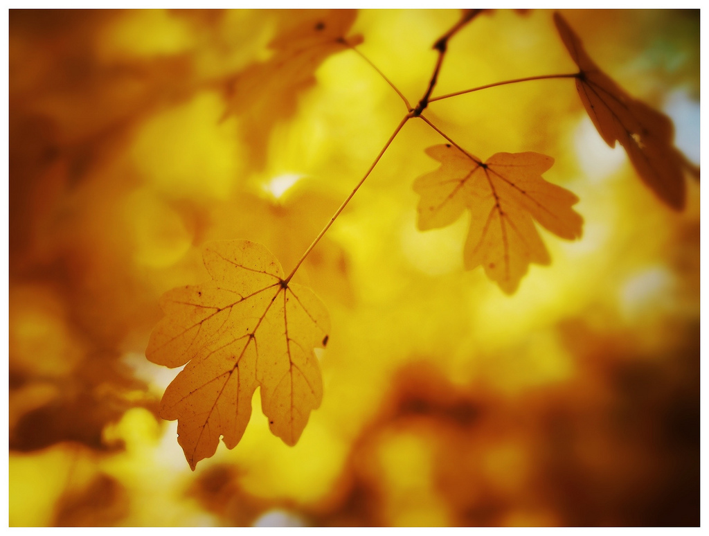 Goldener Herbst