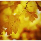 Goldener Herbst