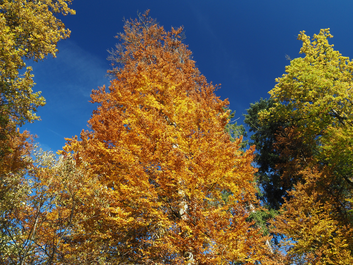 goldener Herbst