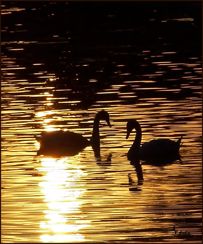 goldener Herbst