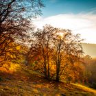 Goldener Herbst