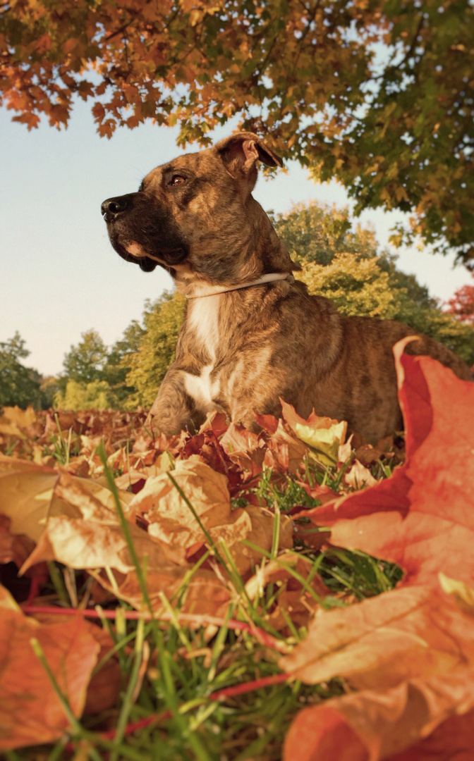 Goldener Herbst