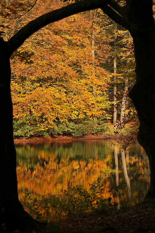 Goldener Herbst