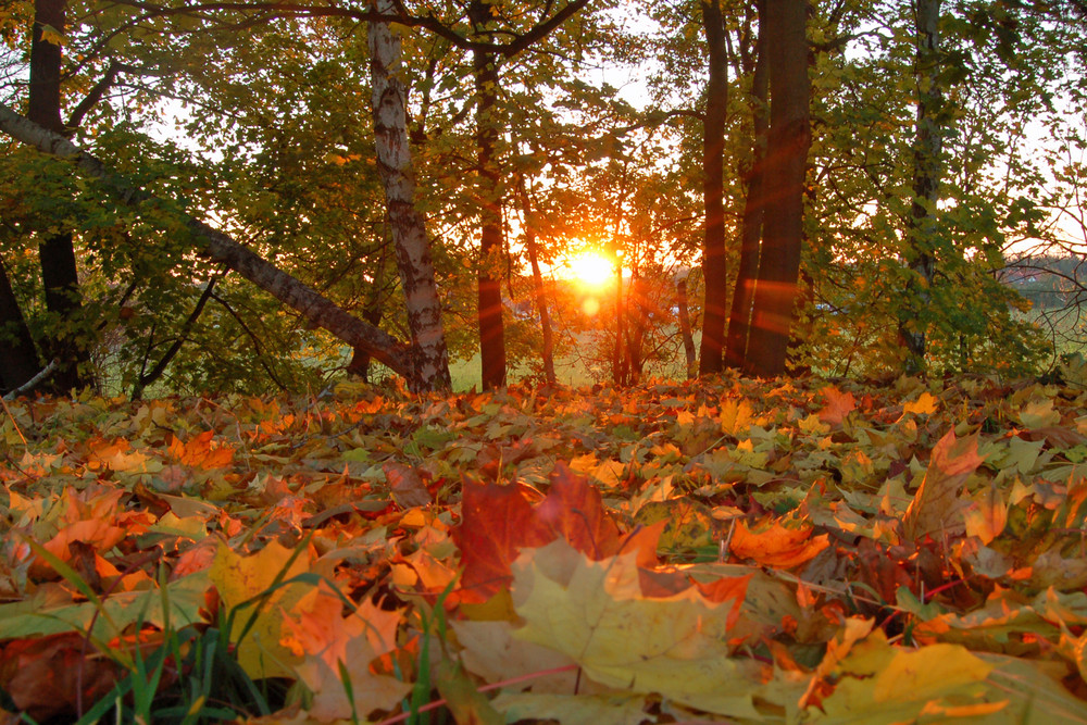 Goldener Herbst