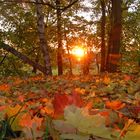 Goldener Herbst