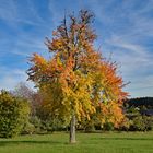 Goldener Herbst