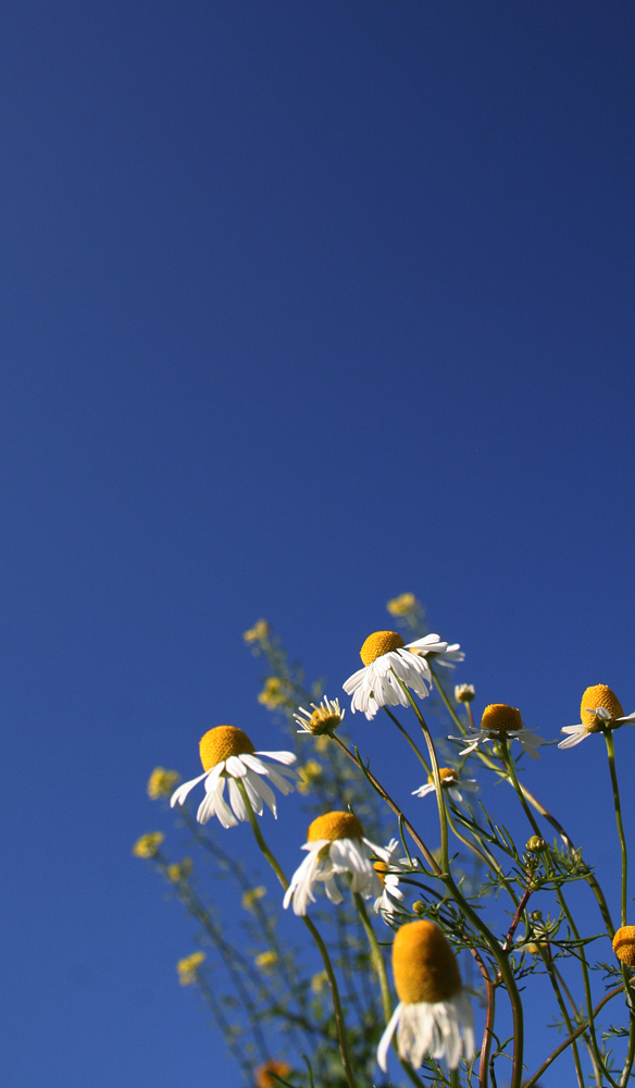 [ goldener Herbst ]