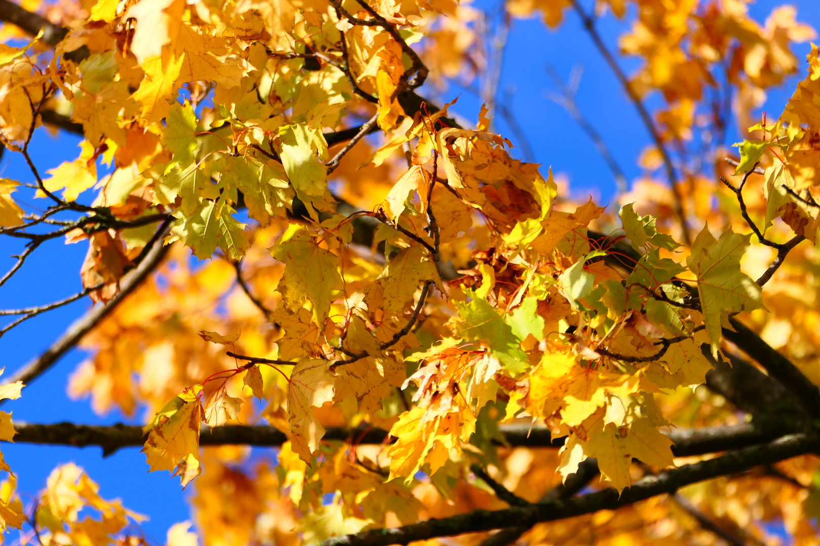 Goldener Herbst