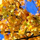 Goldener Herbst