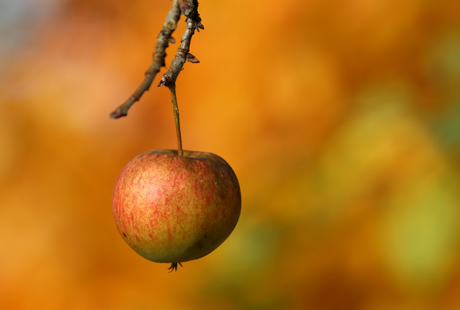 goldener Herbst