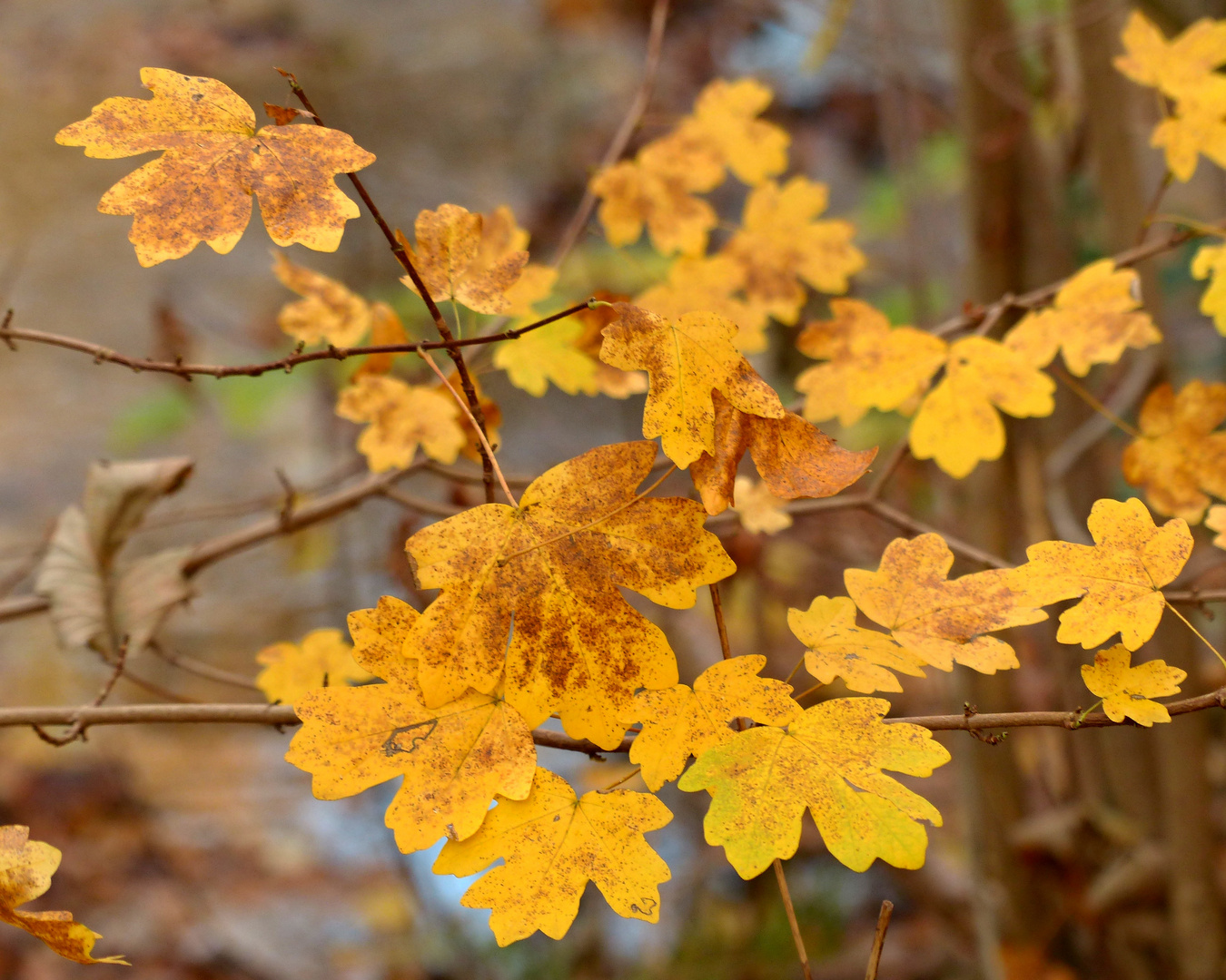 goldener Herbst