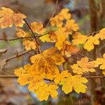 goldener Herbst