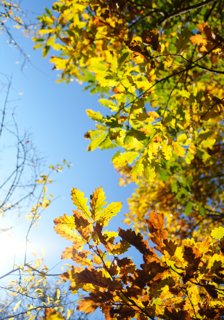 Goldener Herbst