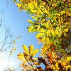 Goldener Herbst