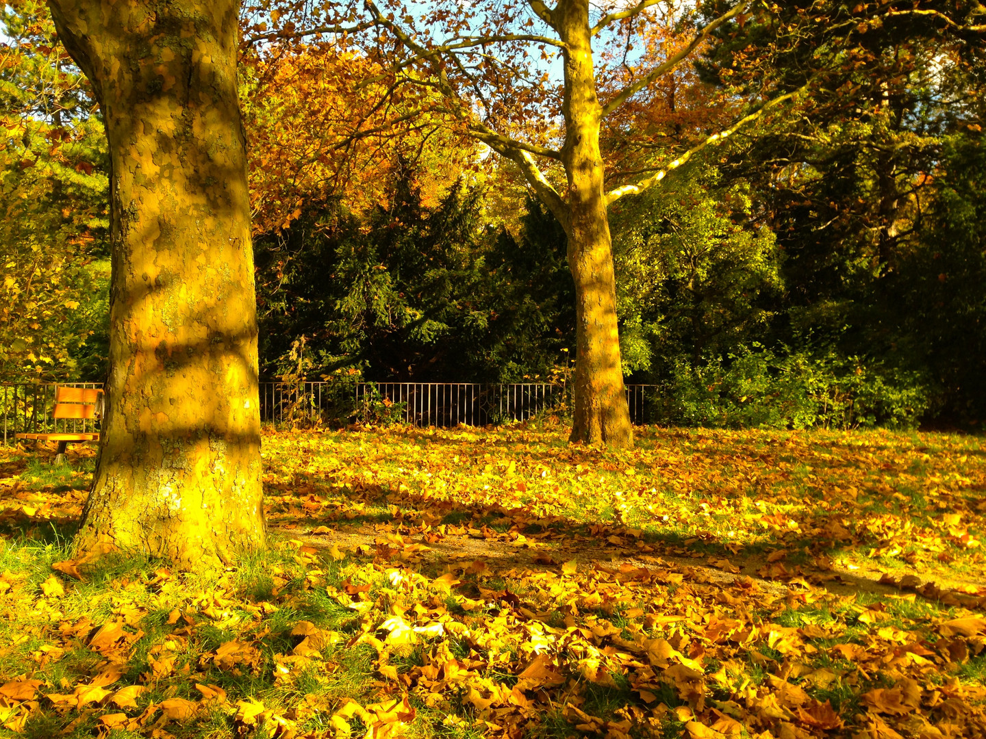 Goldener Herbst