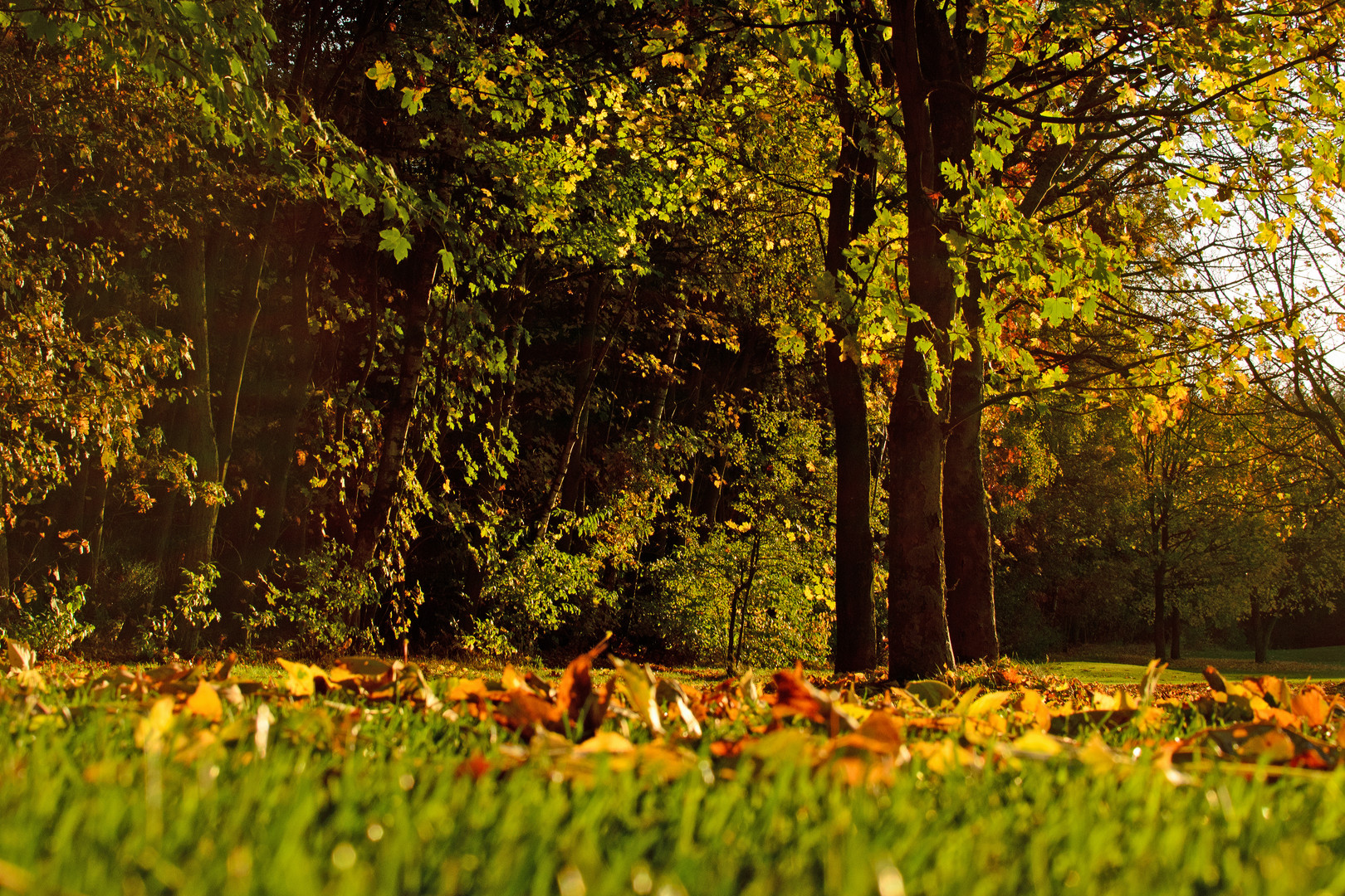 Goldener Herbst