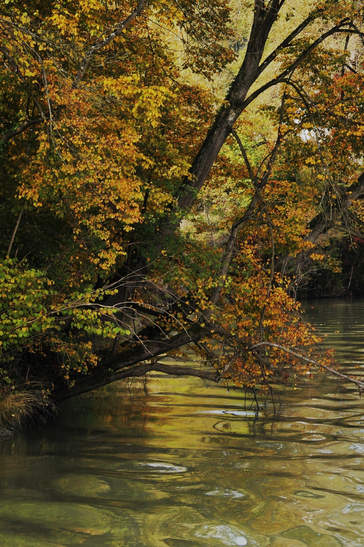 Goldener Herbst ...