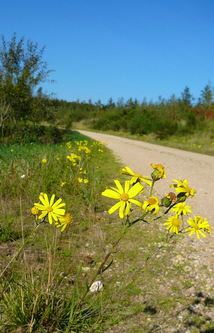 goldener Herbst