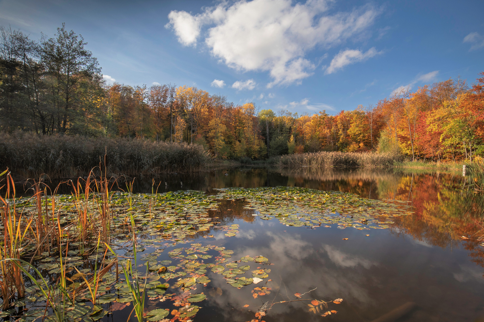 Goldener Herbst