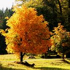 Goldener Herbst