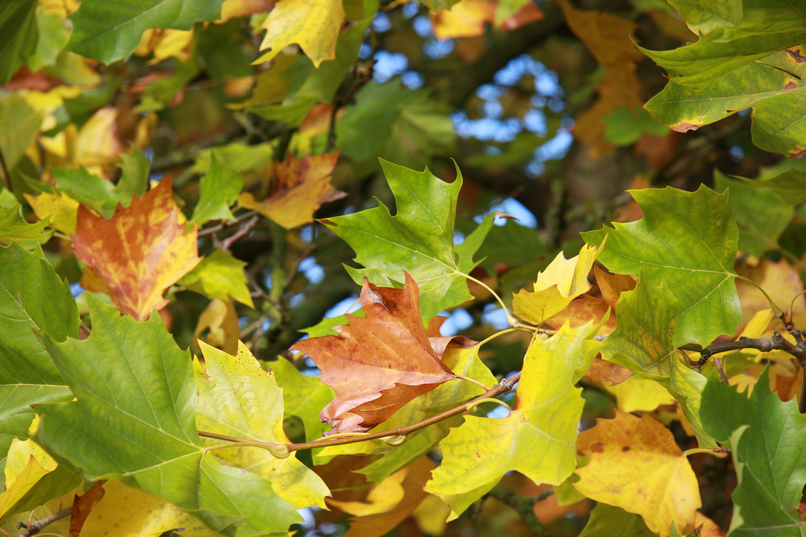 Goldener Herbst