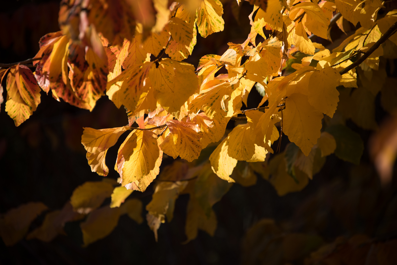 Goldener Herbst