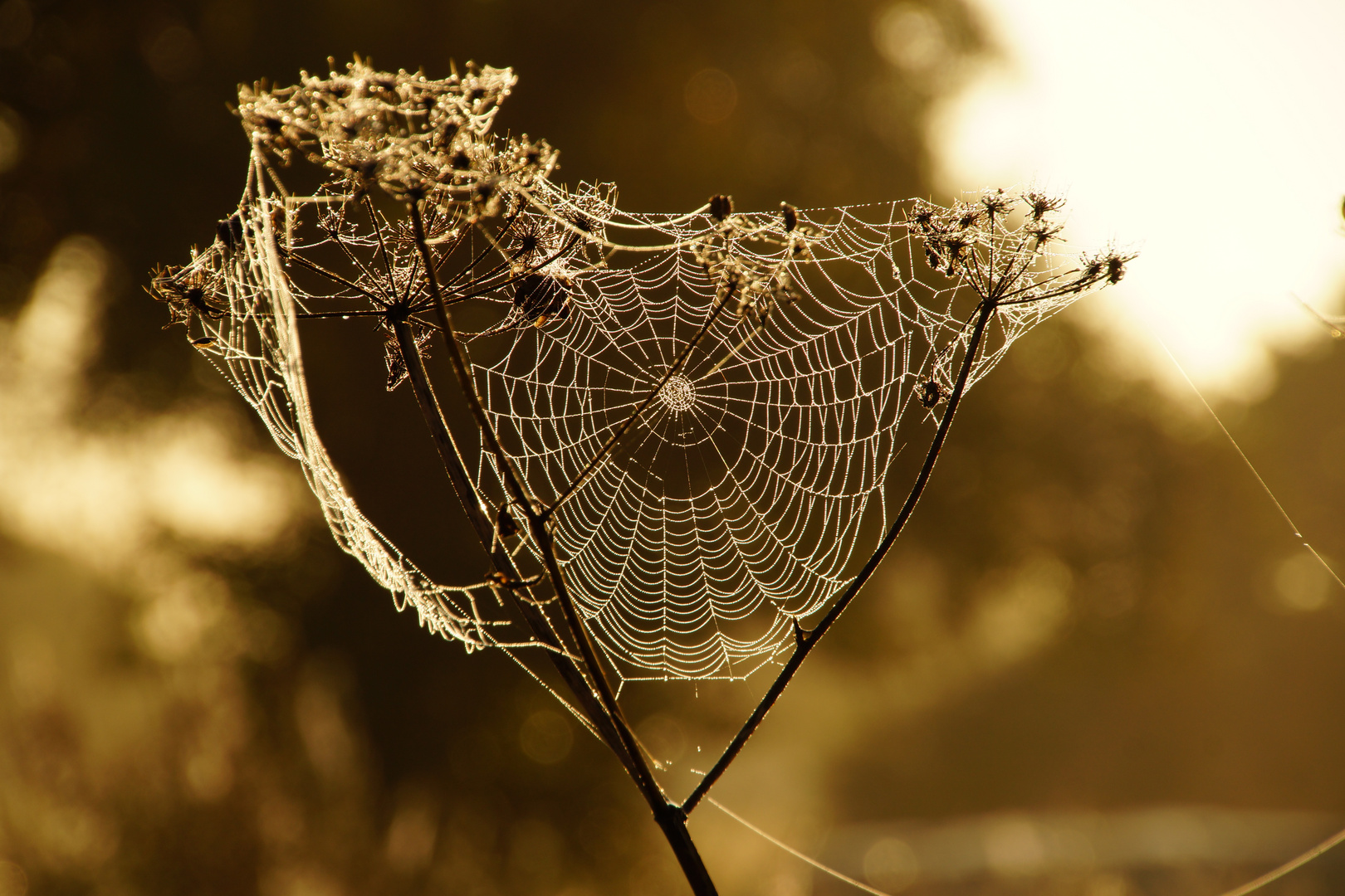 Goldener Herbst