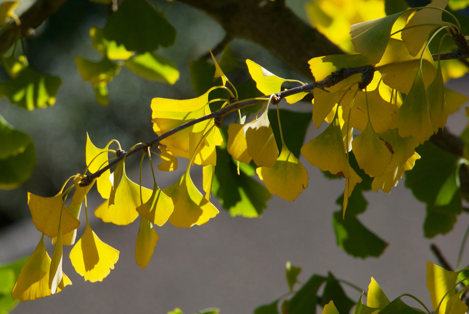 goldener Herbst