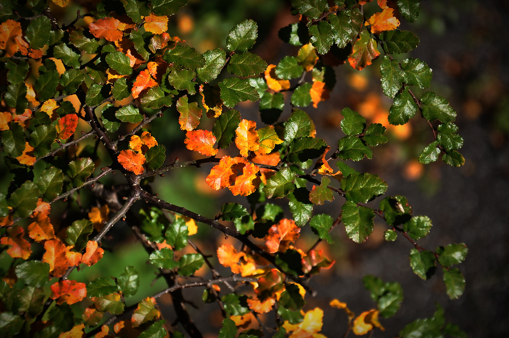 Goldener Herbst