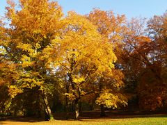 Goldener Herbst