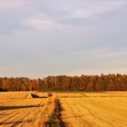 Goldener Herbst