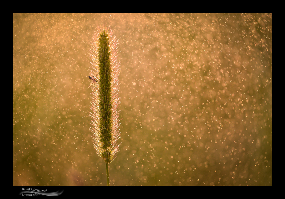 goldener Herbst