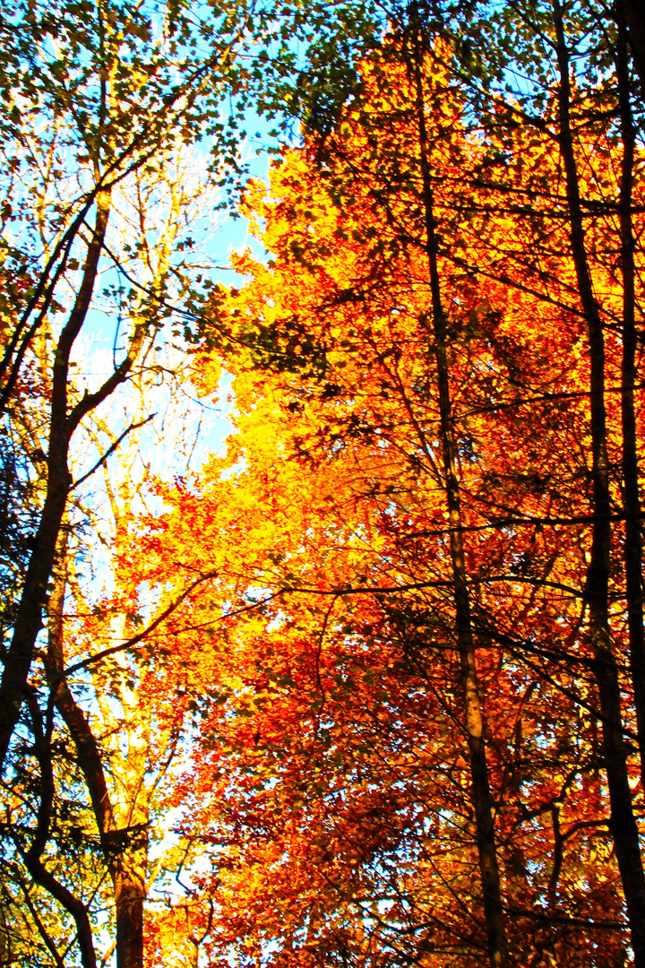 Goldener Herbst