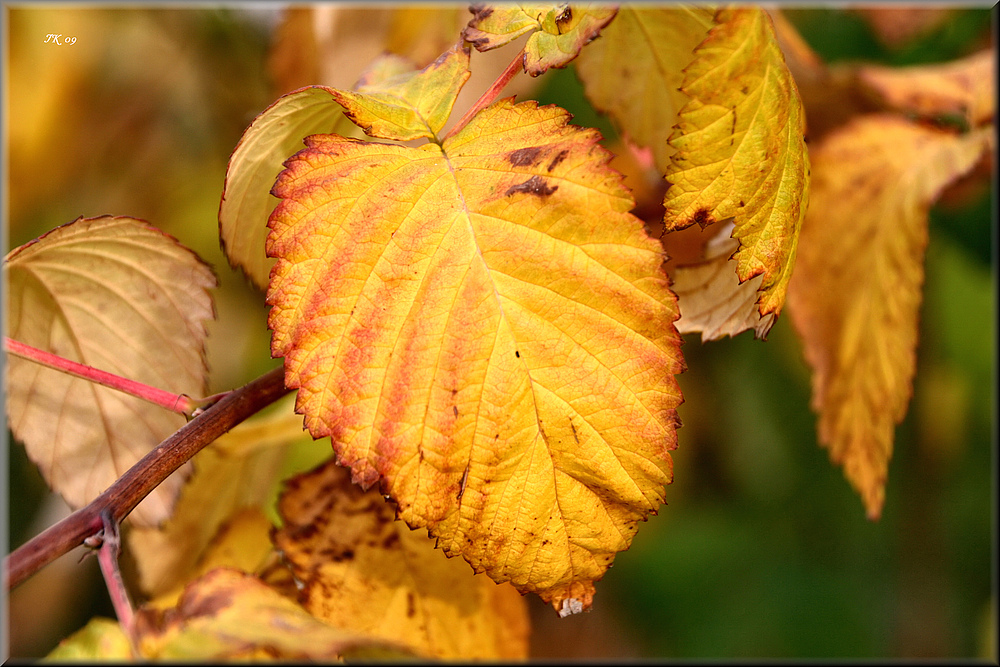 Goldener Herbst