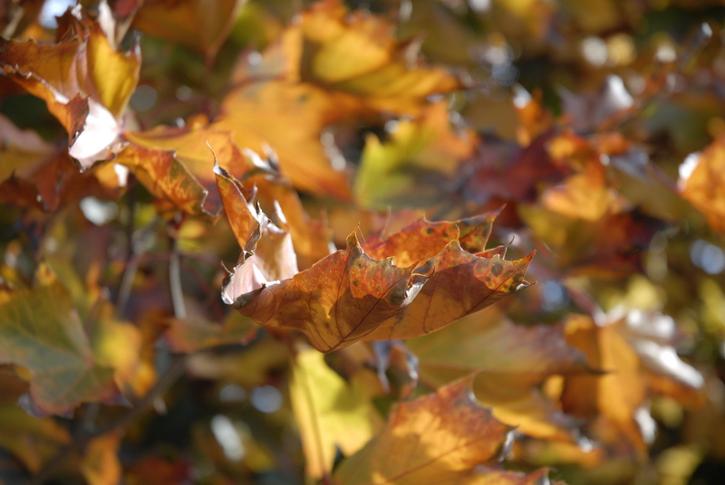 Goldener Herbst