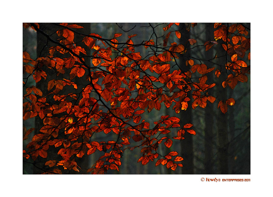 goldener Herbst