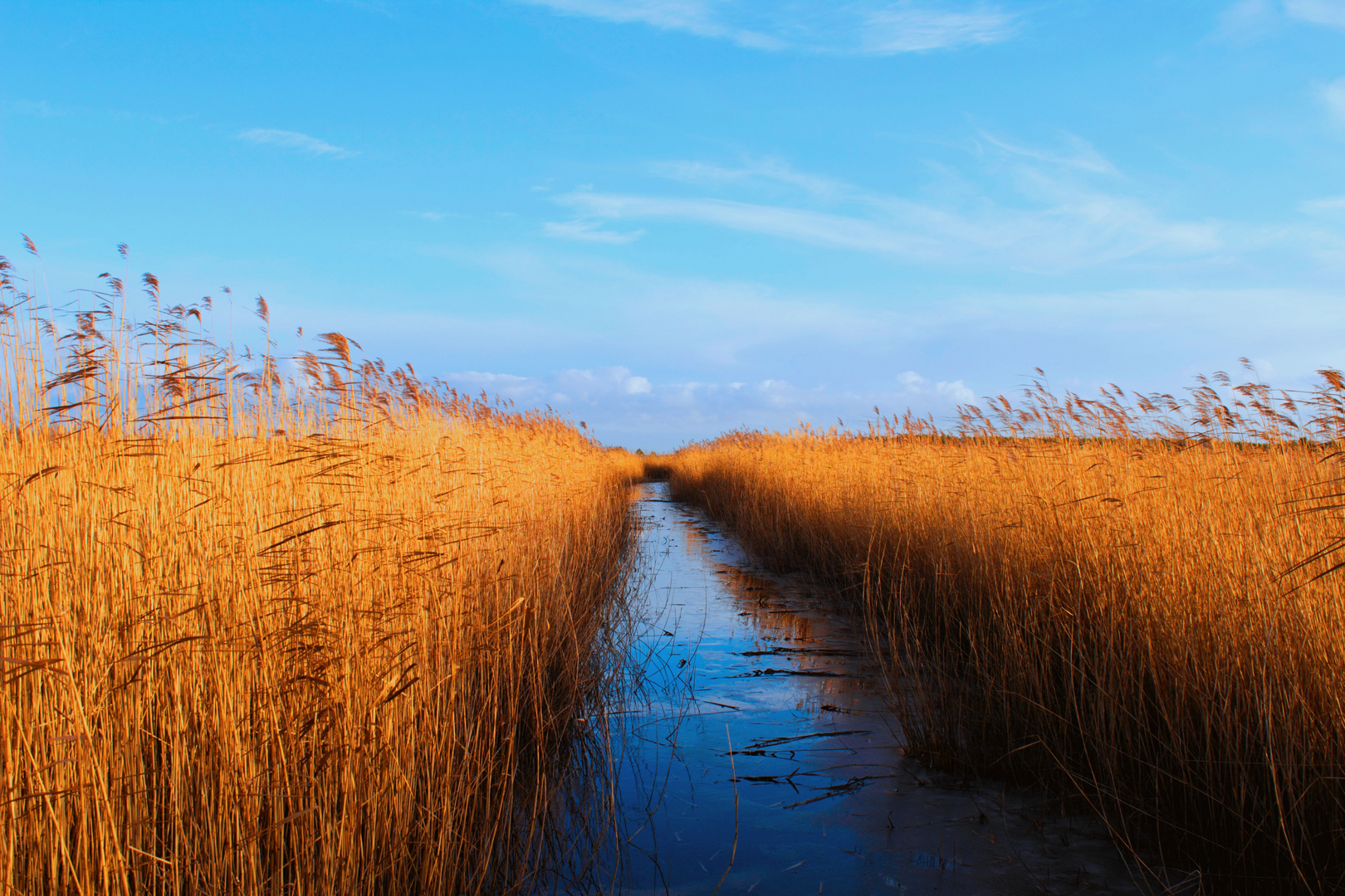 Goldener Herbst