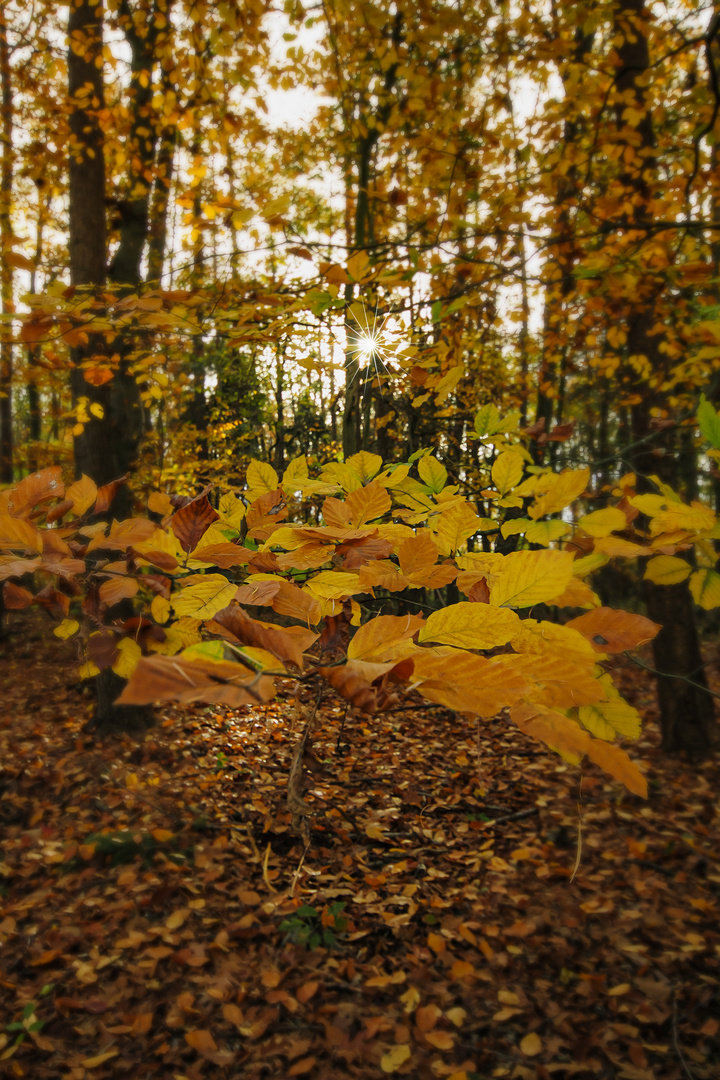 Goldener Herbst