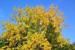 Goldener Herbst…