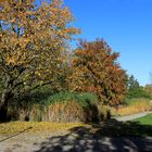 Goldener Herbst