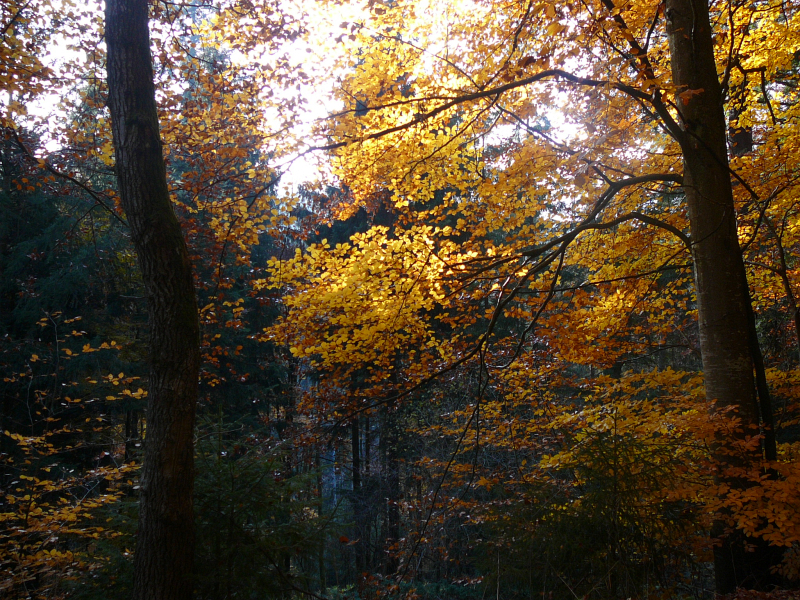 Goldener Herbst