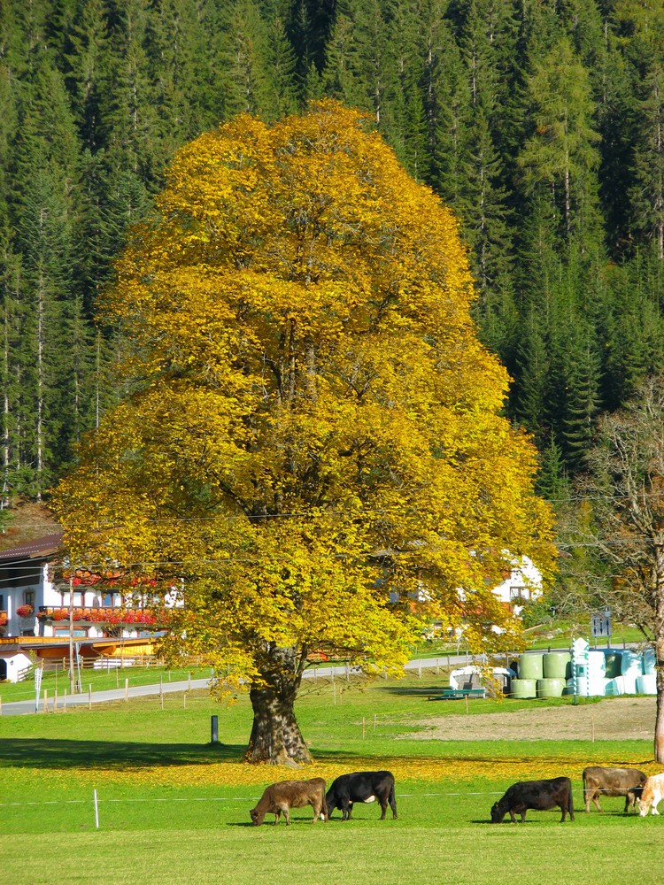 Goldener Herbst