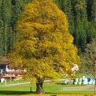 Goldener Herbst