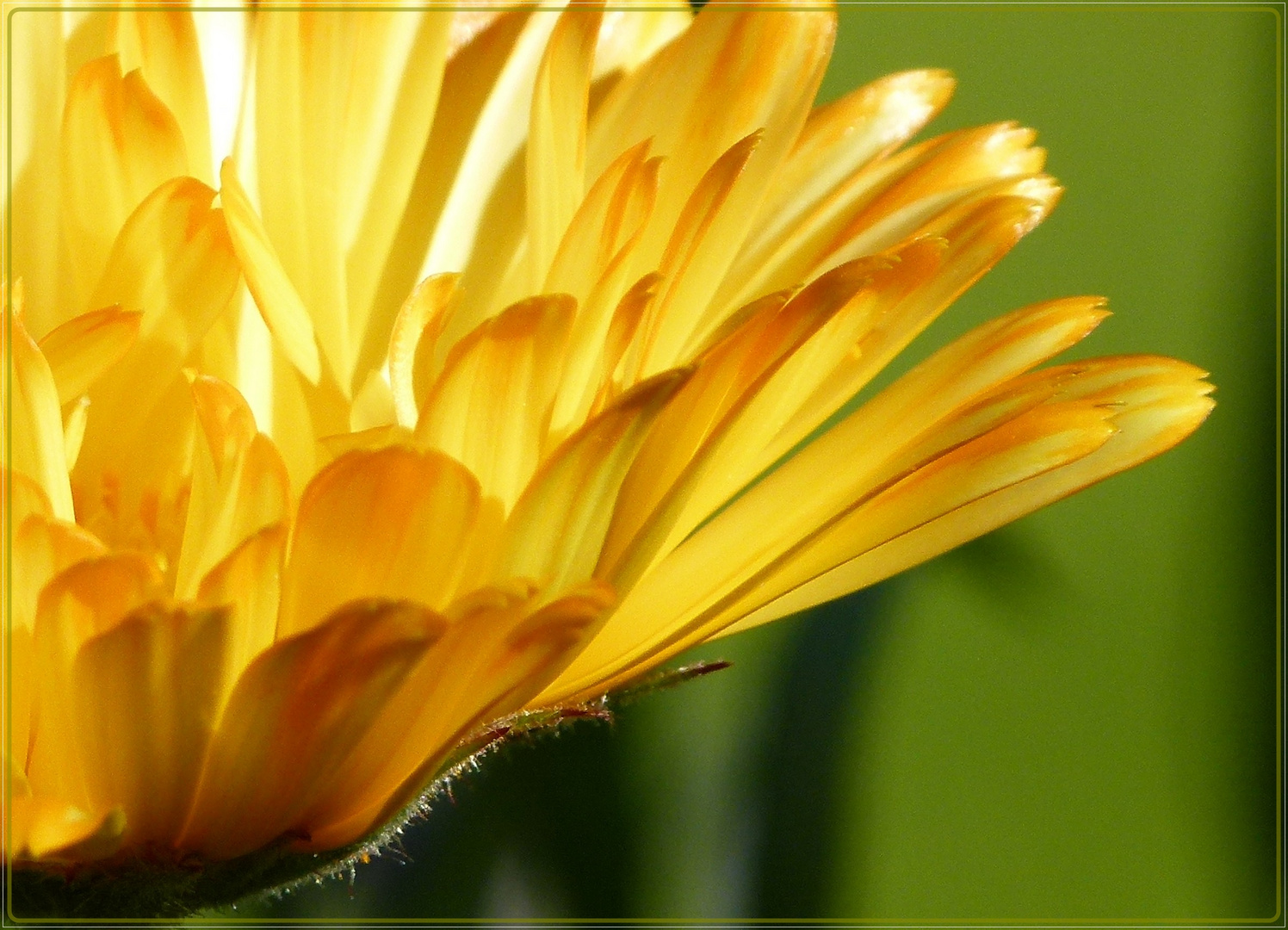 goldener Herbst