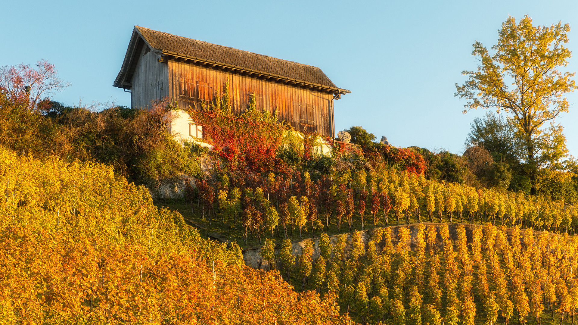 goldener Herbst