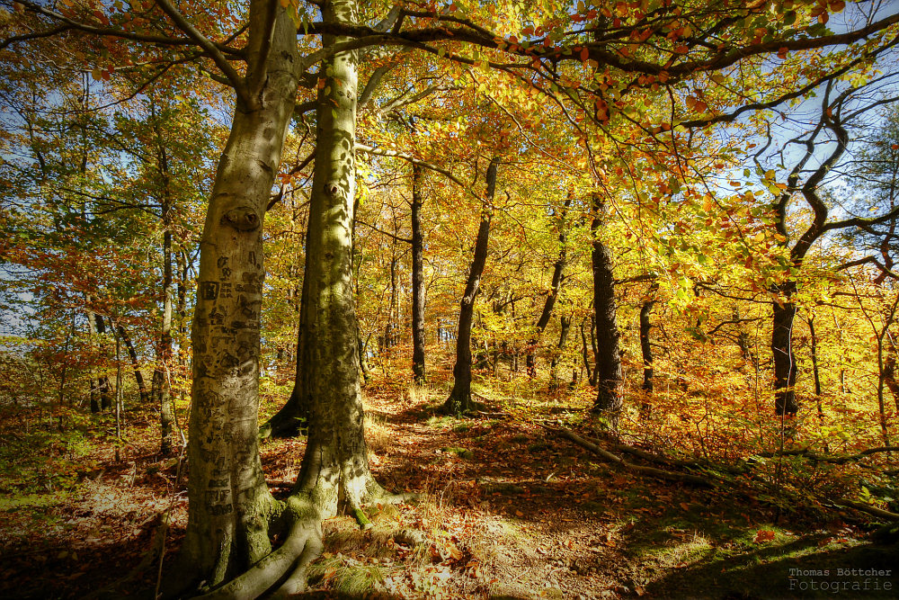 goldener Herbst