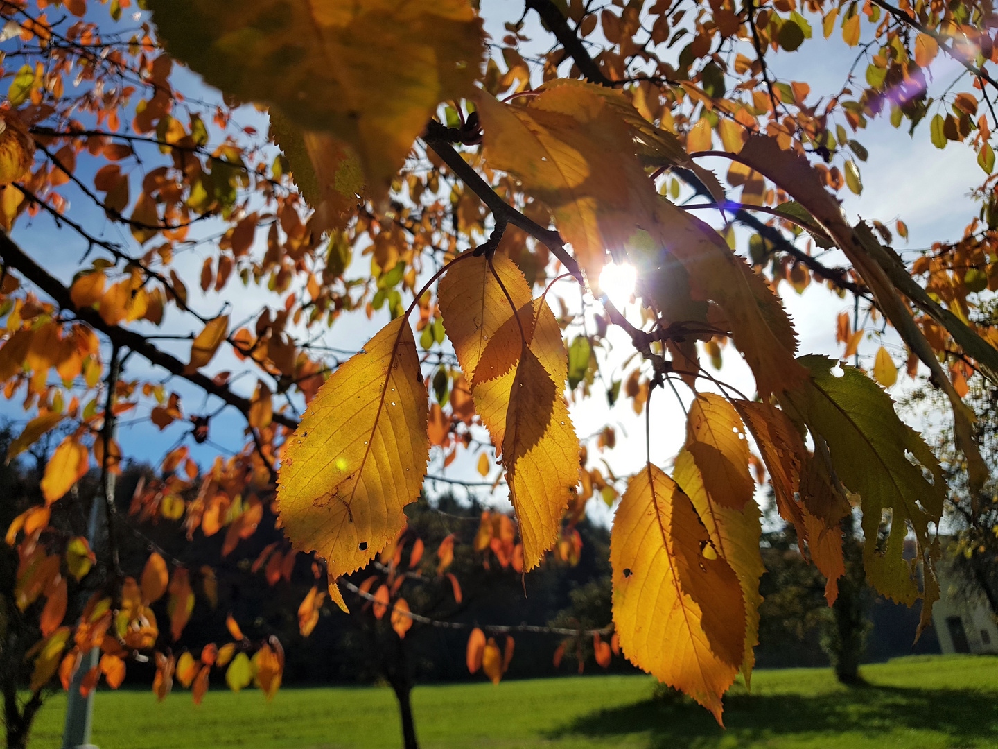 Goldener Herbst