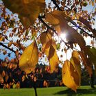 Goldener Herbst